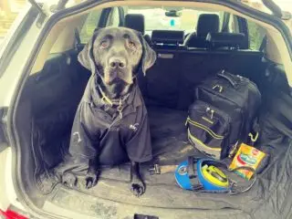 When you have an urgent call out at short notice we can always count on Jack the Lab! 🐾